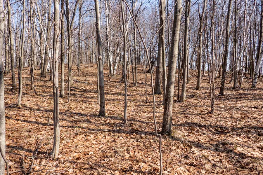 Getting near the summit of the Ashland Pinnacle Knob 