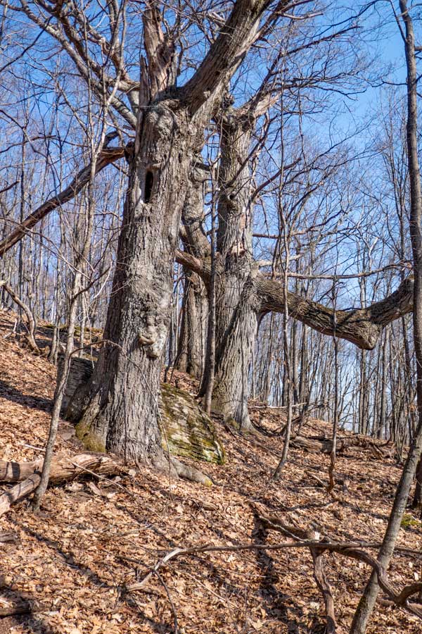 Large Oak trees on the southeast side of the Ashland Pinnacle Knob