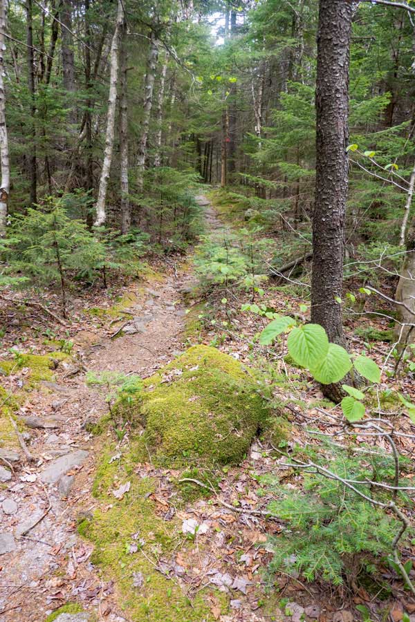 trail in the col between Cornell Mountain and Slide Mountain