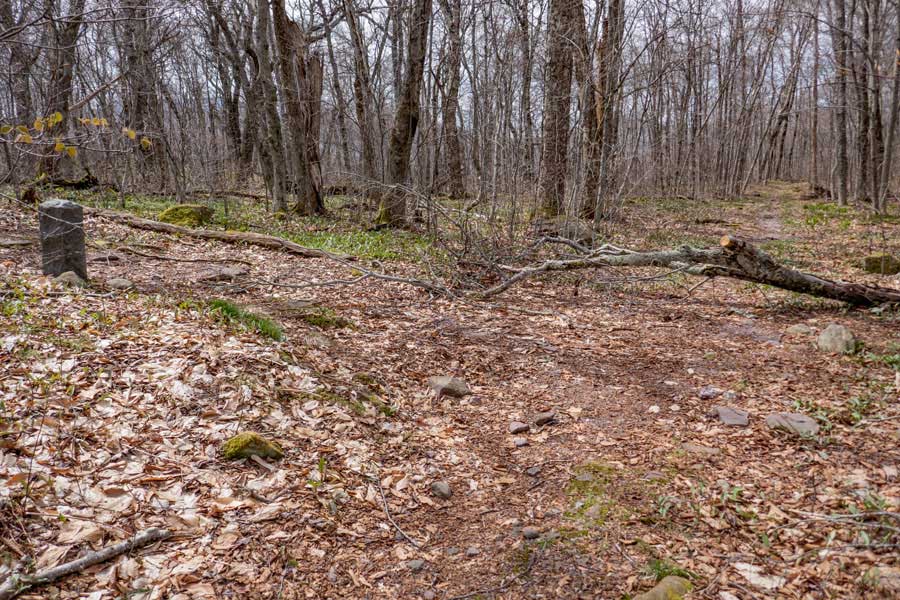 trail junction to the Curtis Ormsbee Trail on Phoenicia East Branch Trail