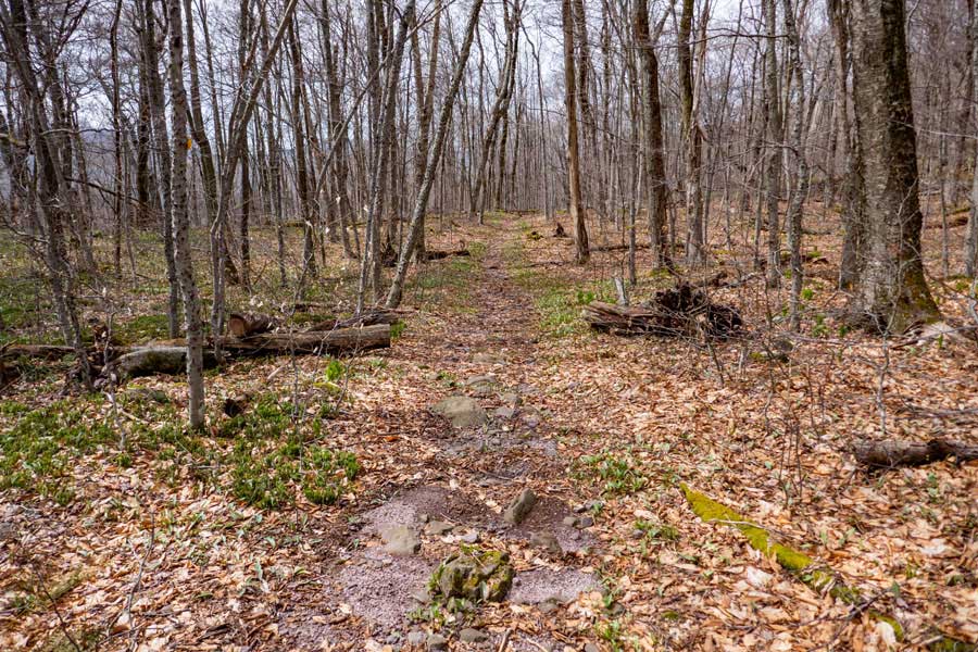 The old Winnisook Road past the Curtis Ormsbee Trail Junction