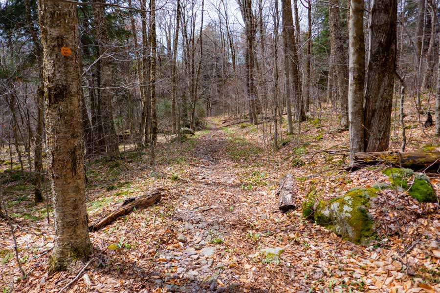 trail near the trail junction from table and peekamoose mountains