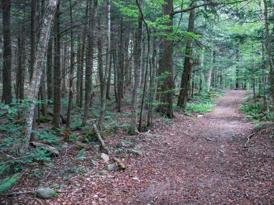 conifer forest near the end of the Phoenicia East Branch Trail