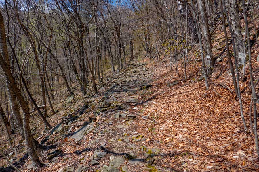 the Phoenicia East Branch Trail after crossing the stream on the Woodland Valley floor.