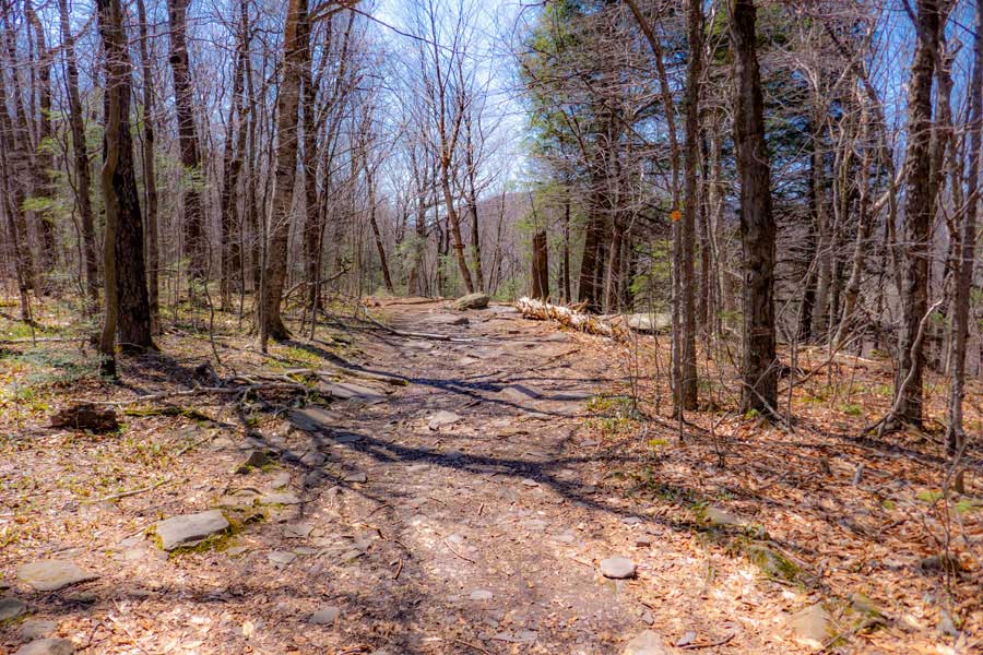 50' section of the Phoenicia East Branch Trail
