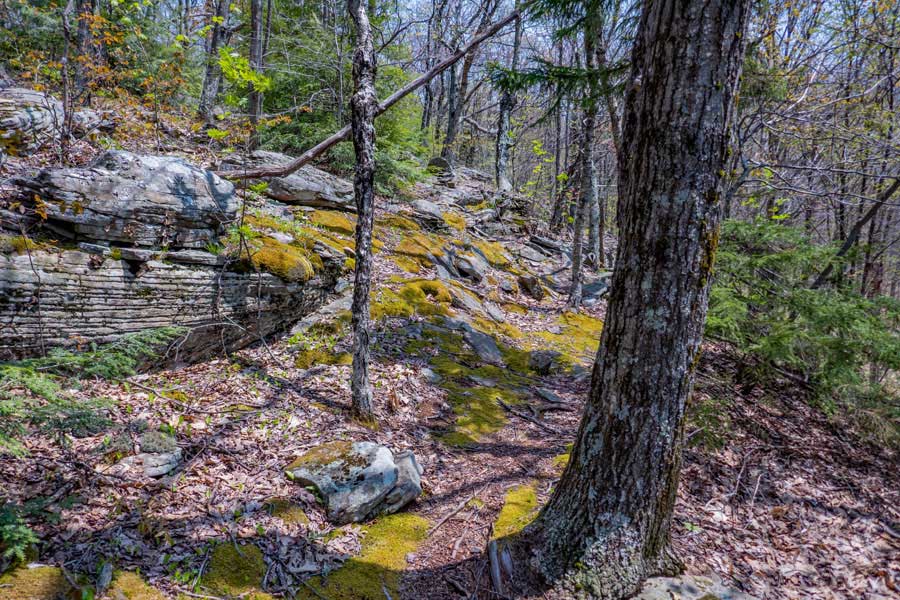 moss covered trail on the way to Mt Pleasant in the slide mountain wilderness