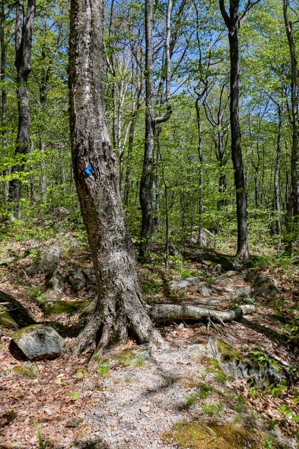 trail past the Giant Bluestone Slab