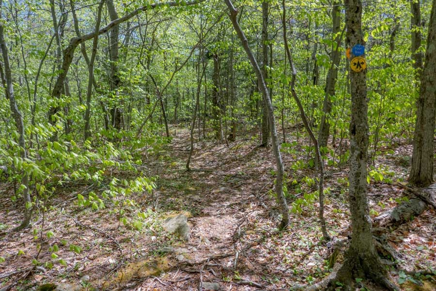 primitive campsite at the base of Wittenberg mountain  