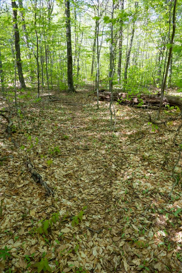 trail junction of the phoenicia east branch trail and burroughs trail