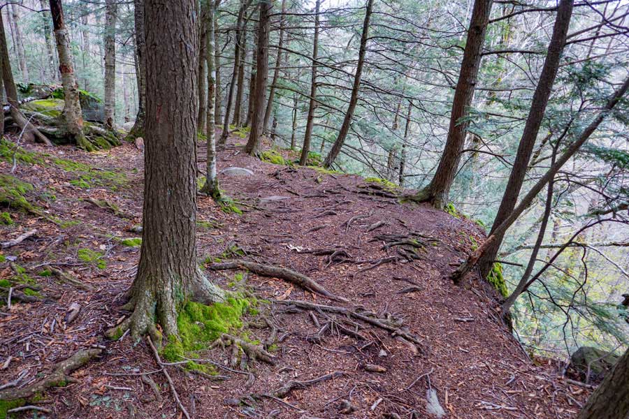 Phoenicia East Branch in the conifer forest that runs next to a ledge.  