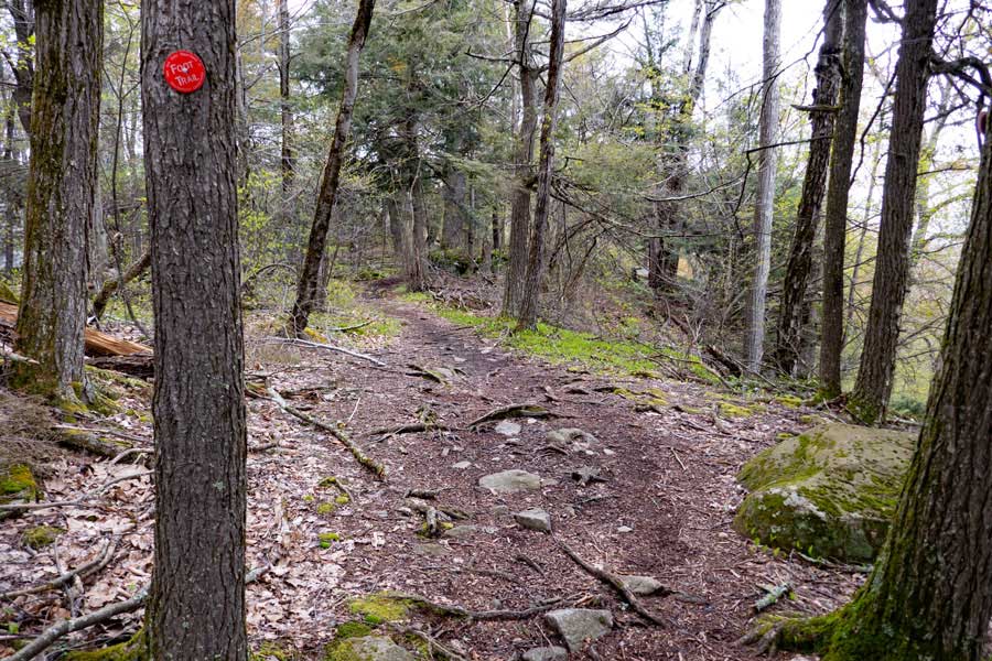 End of the conifer forest as you approach the Woodland Creek on the PEB trail