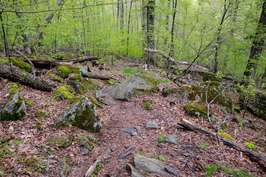 final part of the phoenicia east branch trail as you approach woodland creek and valley  
