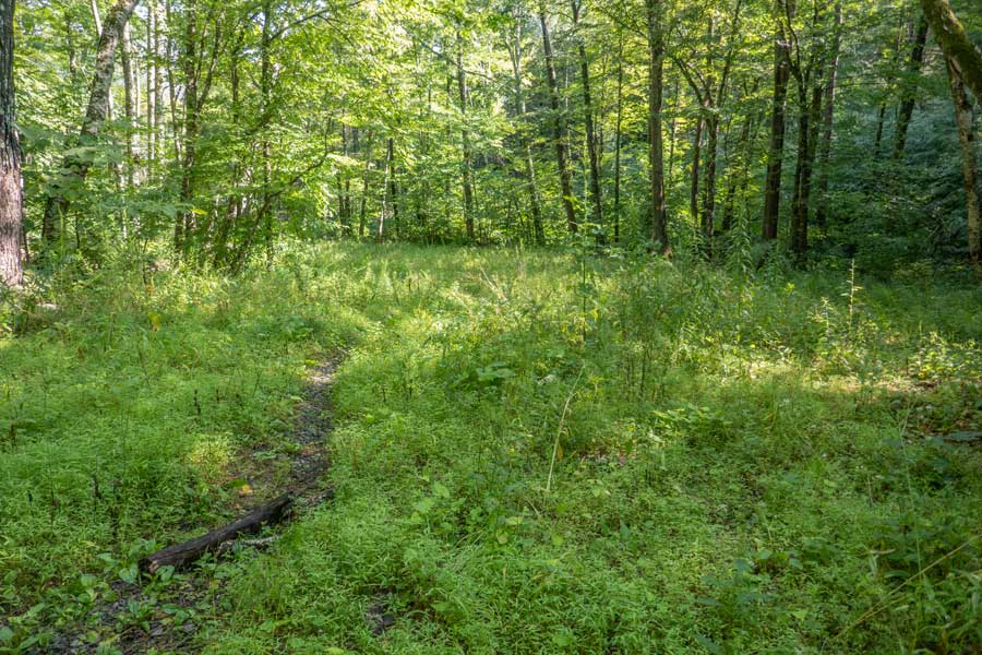 illegal campsite at the beginning of the Ashokan High Point Trail