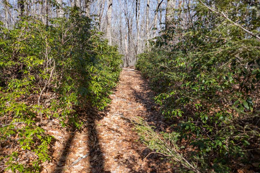 Mountain Laurel on the Flat Hill Trail