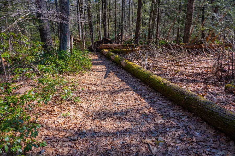 beginning section of the Vernooy Kill Falls Trail - eastern branch