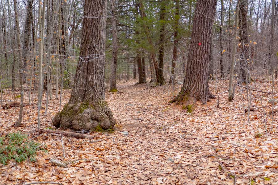 trees that look like elephant legs on the Vernooy Kill Falls trail - east