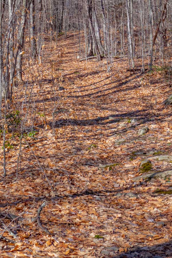 Trail junction for Pople Hill Trail off of Flat Hill Trail 