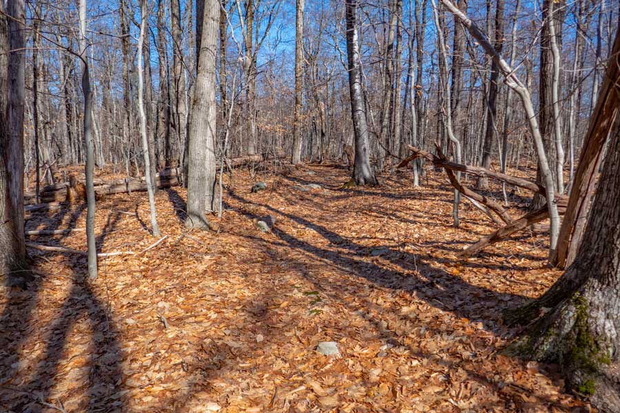Pople Hill Trail and Long Path