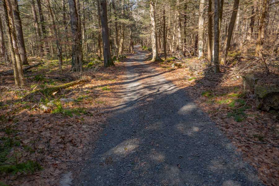 Trails End Road though conifer forest