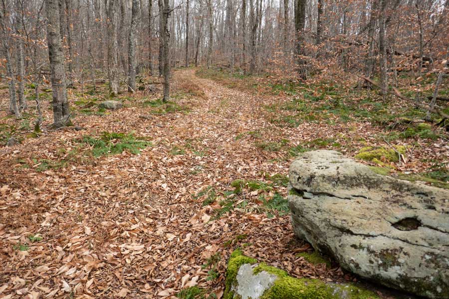 approaching the high point of the Mongaup-Willowemoc Trail