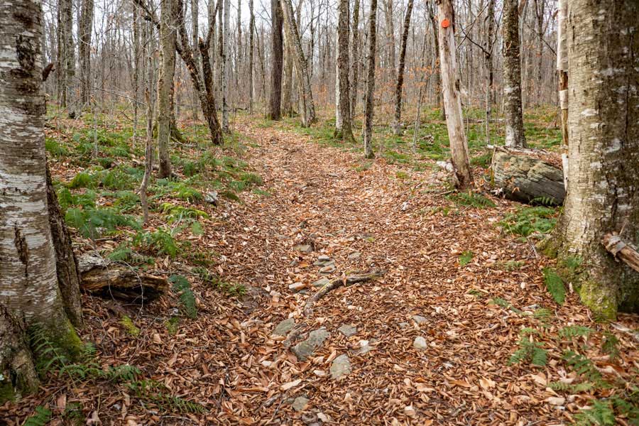 The climb up the trail on the Azalea Trail