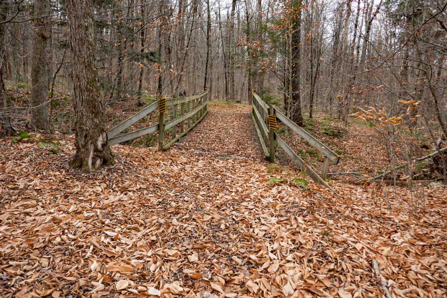 second wooden bridge on the Azalea Trail about 1/2 mile from Hunter Road