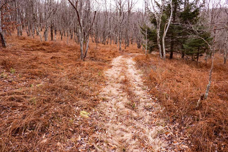 fern blade on the Azalea Trail near Hunter Road in the mongaup pond region