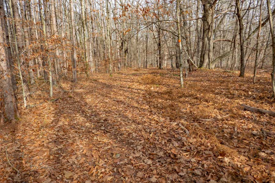 flat forest walk on the Karst Trail near Mongaup Pond and Marsh