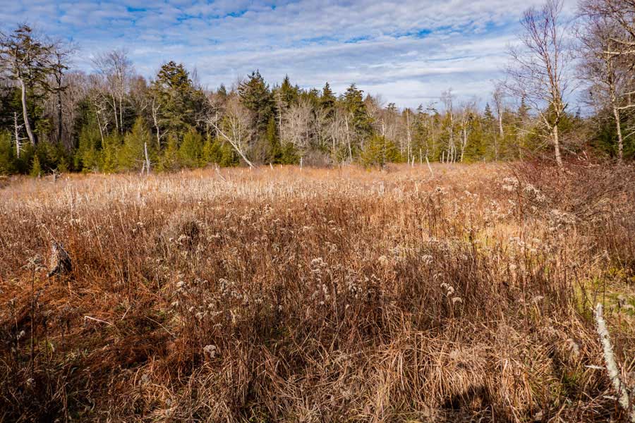 Mongaup Pond Marsh on the Karst Trail