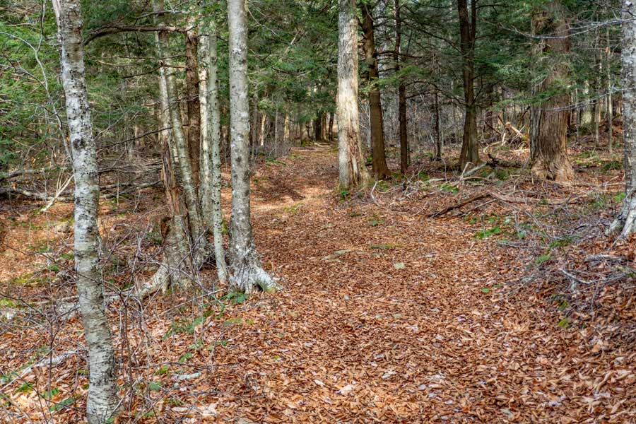 end of the Karst Trail near the Mongaup Pond