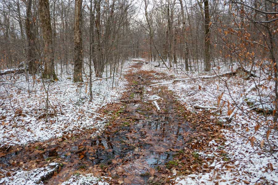 top of Flynn Trail on DEC land before Junkyard Junction