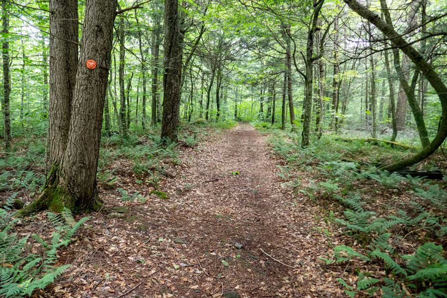 condition of the Long Pond PA Spur trail