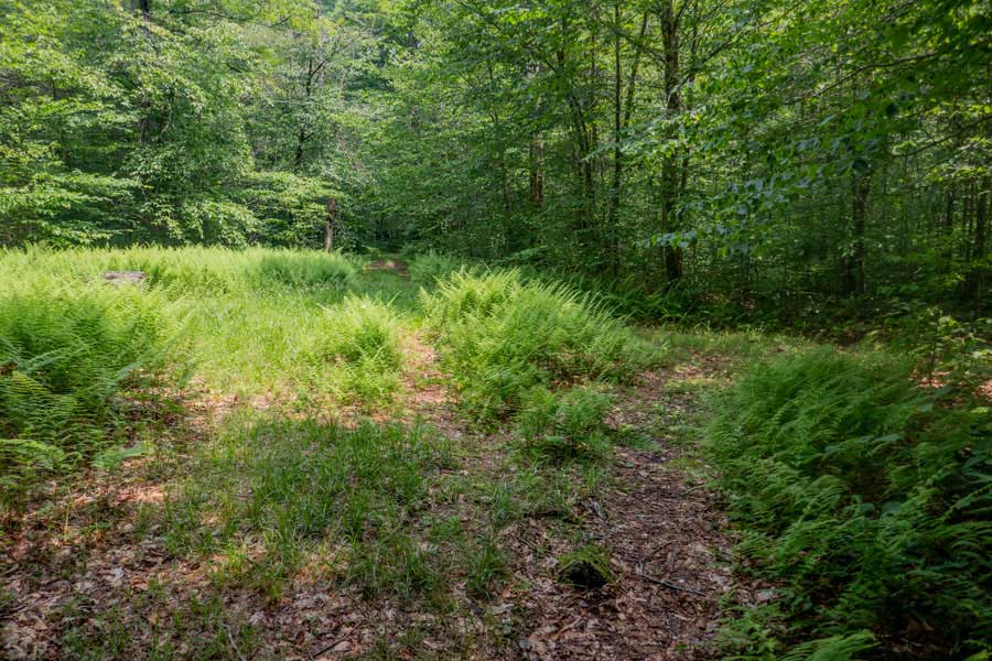 side trail to Long pond where there is a primitive campsite