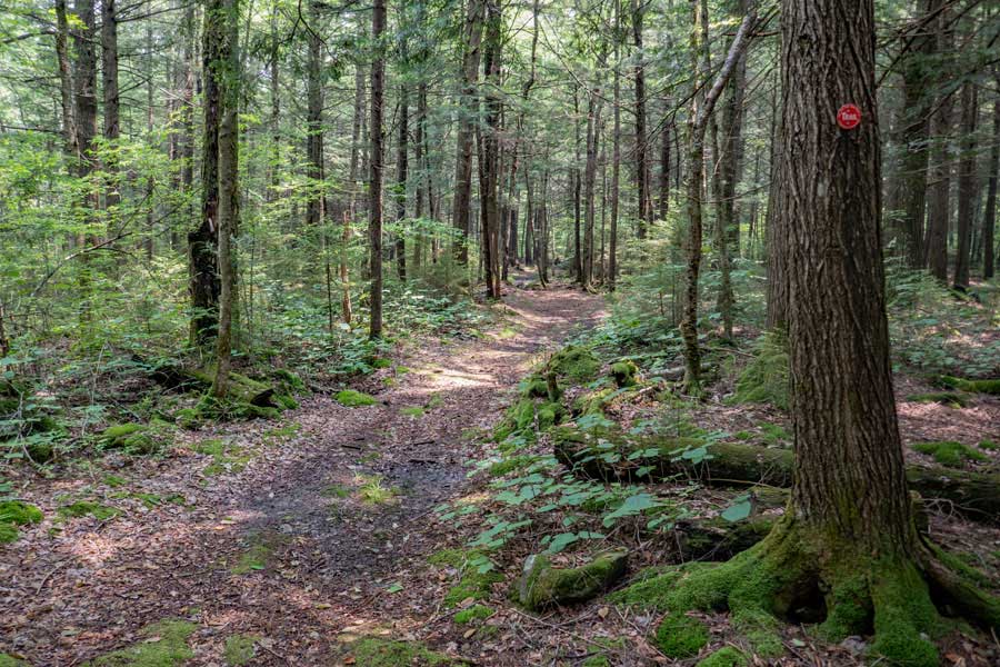 trail condition between Long Pond PA Spur Trail and the  Long Pond Lean-to Trail