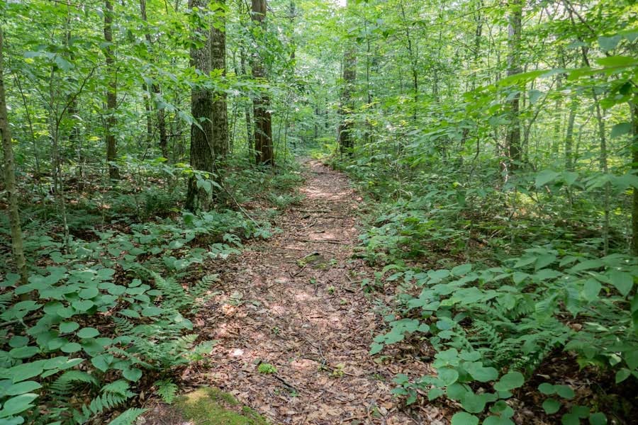 trail for the Long Pond Lean-to