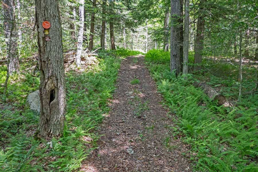 Fall Brook Lean-to on the Mongaup Loop Trail