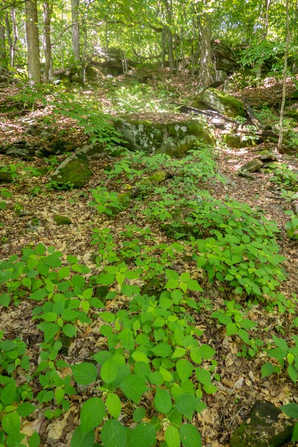 ledges up Sand Pond Mountain on the Mongaup Loop Trail