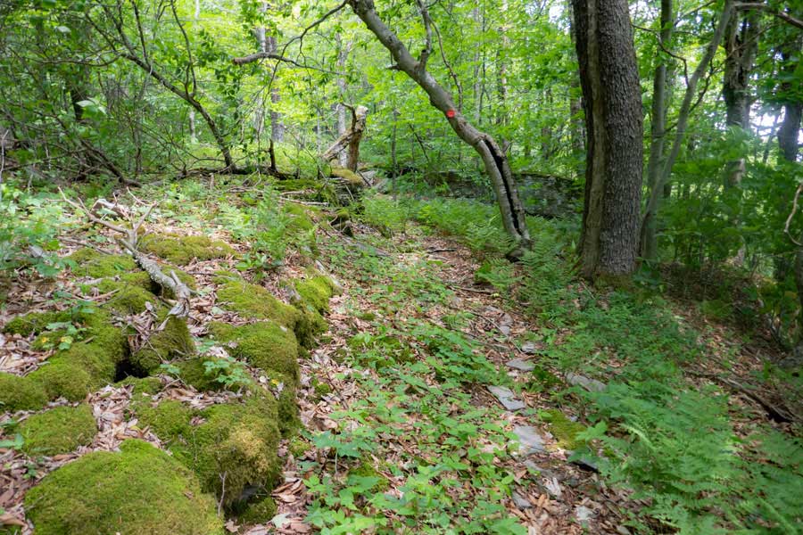 trail approaching the summit ridge of Sand Pond Mountain