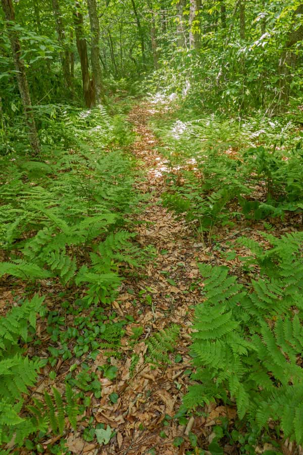 Mongaup-Hardenburg Trail near Sand Pond Mountain