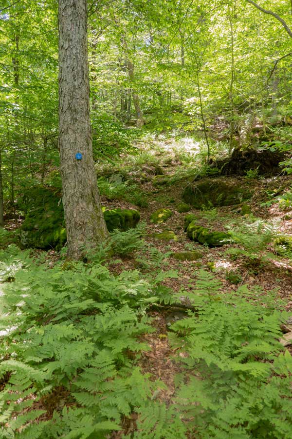 Hiking up the eastern side of East Mongaup Mountain