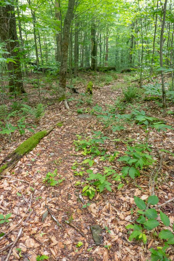 trail from mongaup mountain to mongaup pond