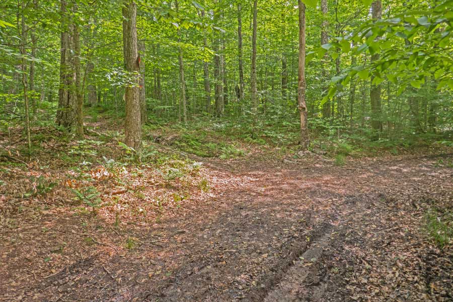 trail junction from Mongaup Pond Trail and Mongaup-Willowemoc Trail