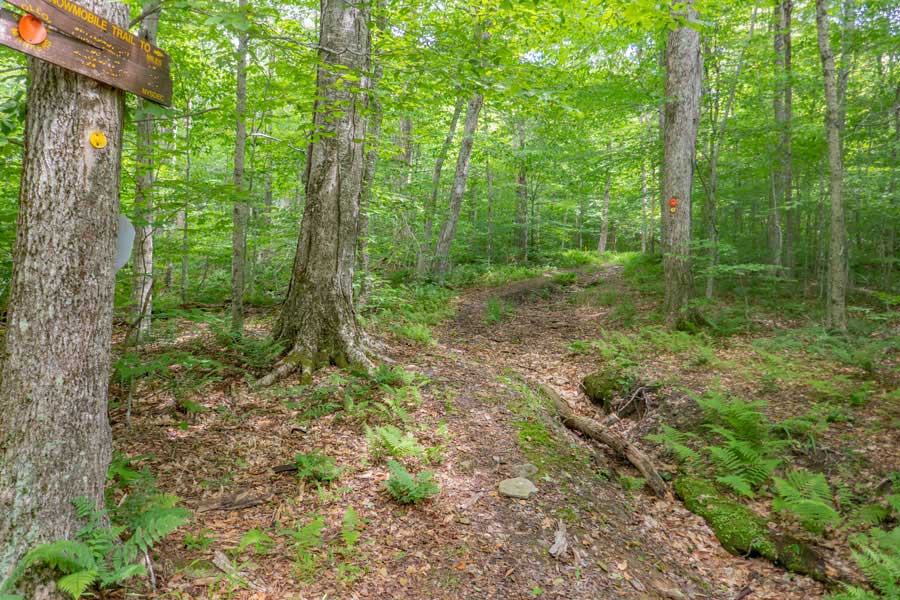 Mongaup-Willowemoc Trail from Mongaup Pond