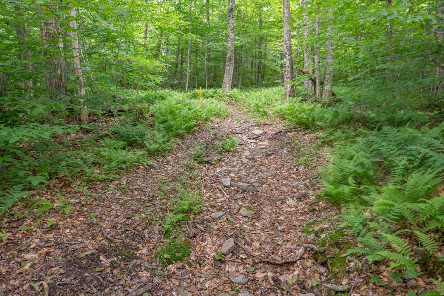 beginning of the Mongaup-Willowemoc trail