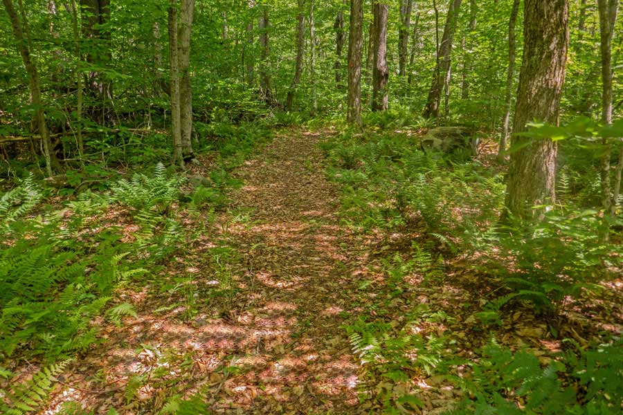 Mongaup-Willowemoc Trail