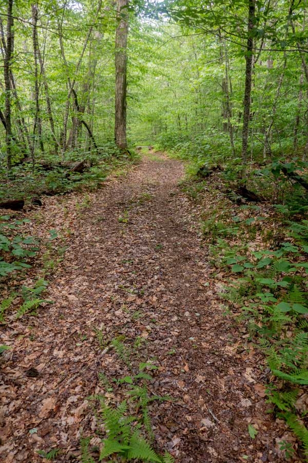 Mongaup-Willowemoc Trail between butternut junction and butternut brook