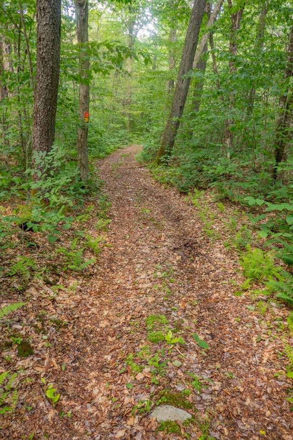 Mongaup-Willowemoc Trail between butternut junction and the bridge on butternut creek