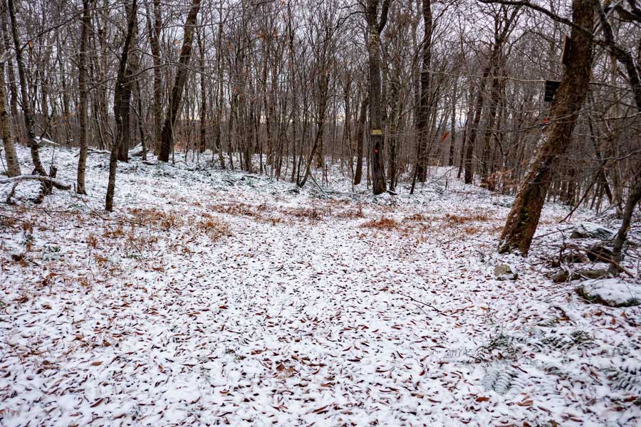 Coyote Junction on the Quick Lake Trail
