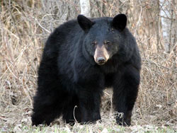 On July 8, 2023 a group of campers left food out, which a black bear helped itself to. 