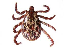 rocky mountain spotted fever is now in the catskill mountains